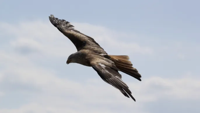 Adler im Flug (Foto: Pixabay)