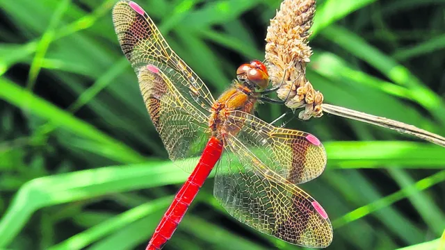 Die Gebänderte Heidelibelle, eine stark gefährdete (Foto: (© Claudia Baumberger, oeku)) Die Gebänderte Heidelibelle, eine stark gefährdete (Foto: (© Claudia Baumberger, oeku))
