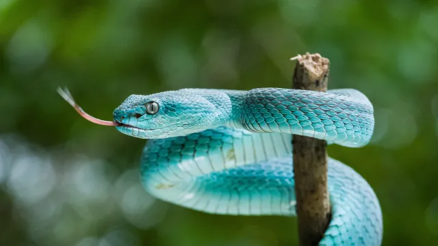 snake-7256057 (Foto: Pixabay/Abdulkomeng) snake-7256057 (Foto: Pixabay/Abdulkomeng)