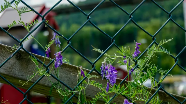 Blumen im Zaun (Foto: Unsplash) Blumen im Zaun (Foto: Unsplash)