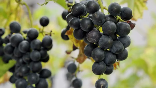 Weintrauben (Foto: Christoph Knoch) Weintrauben (Foto: Christoph Knoch)