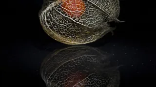 Lampionblume (Foto: Klaus-Christian Hirte) Lampionblume (Foto: Klaus-Christian Hirte)