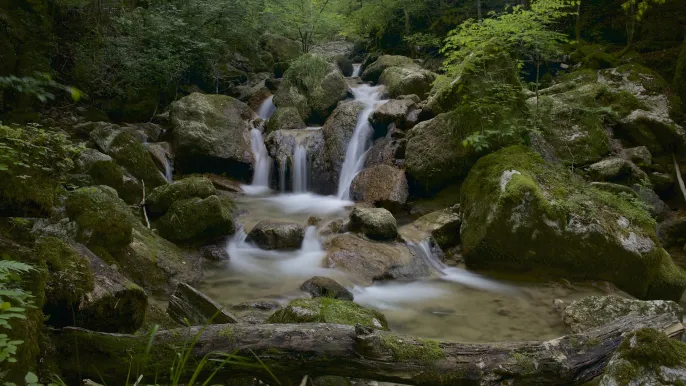 Twannbachschlucht (Foto: Klaus-Christian Hirte) Twannbachschlucht (Foto: Klaus-Christian Hirte)