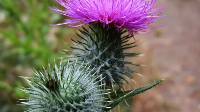 Distel (Foto: Pixabay) Distel (Foto: Pixabay)