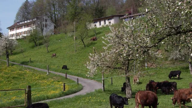 Sonnenhof-Kuhe-1000 Sonnenhof-Kuhe-1000