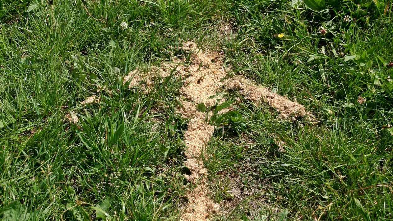 paper-chase-497218_1920 (Foto: Sandra Buser) paper-chase-497218_1920 (Foto: Sandra Buser)